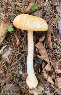 Amanita roseitincta image