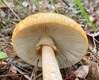 Amanita roseitincta image