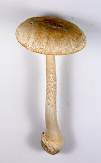 Amanita roseitincta image