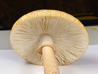 Amanita roseitincta image