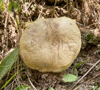 Gyroporus cyanescens image