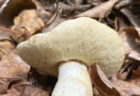 Gyroporus cyanescens image