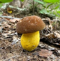 Boletus auripes image