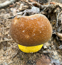 Boletus auripes image