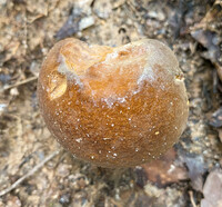 Boletus auripes image