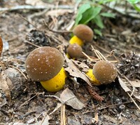 Boletus auripes image