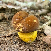 Boletus auripes image