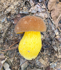 Boletus auripes image