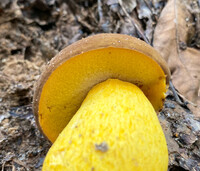 Boletus auripes image