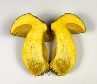 Boletus auripes image