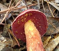 Butyriboletus frostii image