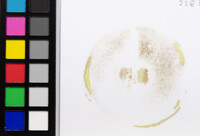 Butyriboletus frostii image