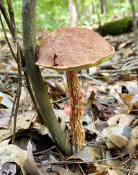 Aureoboletus russellii image