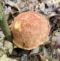 Aureoboletus russellii image