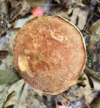 Aureoboletus russellii image