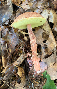 Aureoboletus russellii image