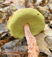 Aureoboletus russellii image