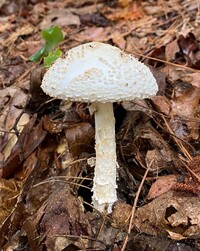 Amanita subcokeri image