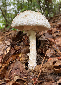 Amanita subcokeri image