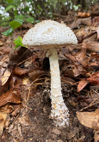 Amanita subcokeri image