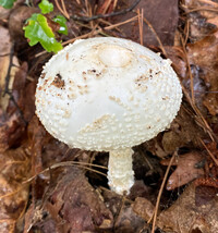 Amanita subcokeri image