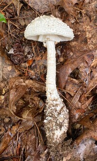 Amanita subcokeri image