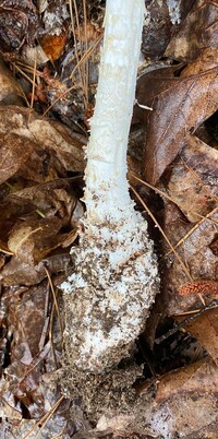 Amanita subcokeri image