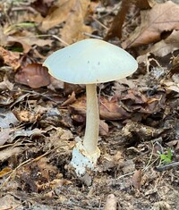 Amanita magnivelaris image