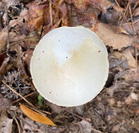 Amanita magnivelaris image