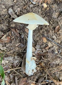 Amanita magnivelaris image