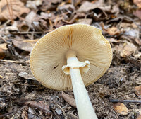 Amanita magnivelaris image