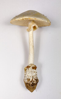 Amanita magnivelaris image