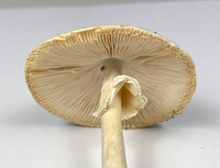 Amanita magnivelaris image