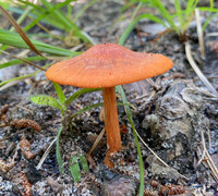 Cortinarius hesleri image