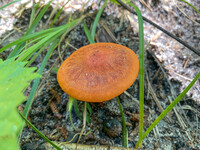 Cortinarius hesleri image