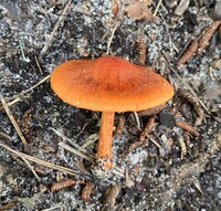 Cortinarius hesleri image