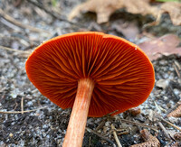 Cortinarius hesleri image