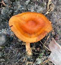 Cortinarius hesleri image