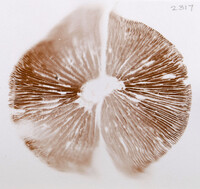 Cortinarius hesleri image