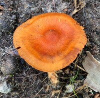 Cortinarius hesleri image