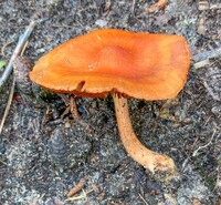 Cortinarius hesleri image