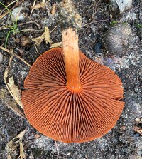 Cortinarius hesleri image