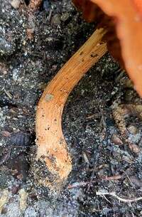 Cortinarius hesleri image