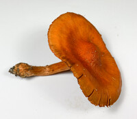 Cortinarius hesleri image