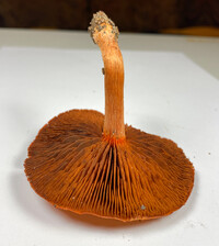 Cortinarius hesleri image