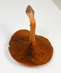 Cortinarius hesleri image