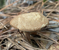 Porphyrellus sordidus image