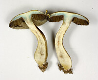 Porphyrellus sordidus image