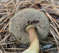 Porphyrellus sordidus image