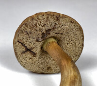 Porphyrellus sordidus image